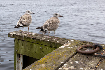 Two sea gull chicks standing on wooden pier with water background