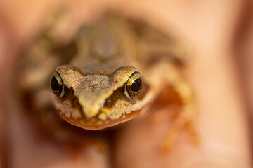 A detailed macro shot of a frogs eye, highlighting the intricate textures and patterns. The background is a soft blur, emphasizing the focus on the frogs eye.
