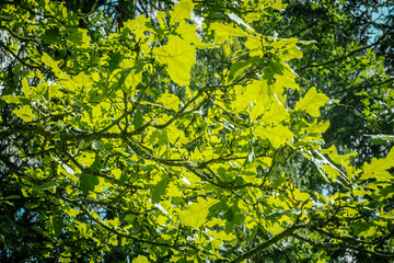 Fototapeta premium Vibrant green oak leaves bathed in sunlight, creating a beautiful play of light and shadow. The branches are intertwined, adding depth to the lush, natural scene.