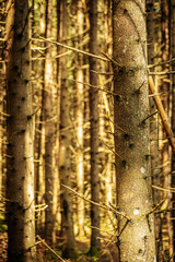 A close-up shot of a tree trunk with branches in a sunlit forest. The background features blurred trees, creating a serene and natural atmosphere.