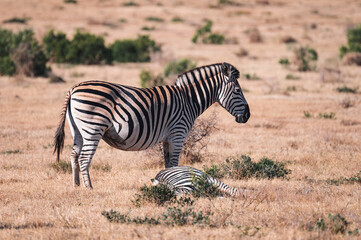 Zebras Savanne