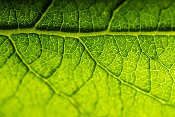 A detailed macro shot of a green leaf, showcasing its intricate vein patterns and texture. The vibrant green color and natural structure highlight the beauty of nature.