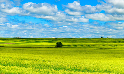 Landscape of blooming rapeseed field in the countryside, lonely tree on the horizon, Northern Minnesota