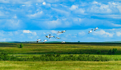 A flock of pelicans in the sky against the background of clouds in northern Minnesota