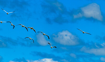 A flock of pelicans in the sky against the background of clouds in northern Minnesota