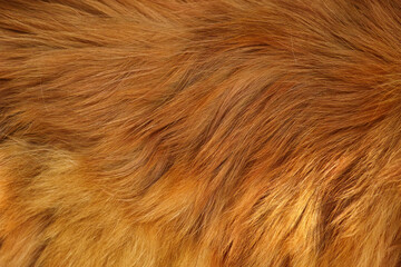 A background of a red Maine Coon cat fur. Close up.