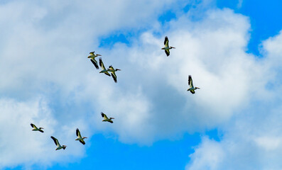 A flock of pelicans in the sky against the background of clouds in northern Minnesota