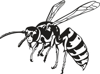 Wasp.eps