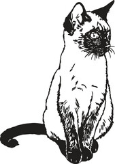 Siamese cat black and white illustration
