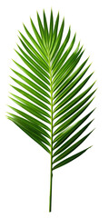 Obraz premium palm tree isolated on a transparent background, isolated, PNG.