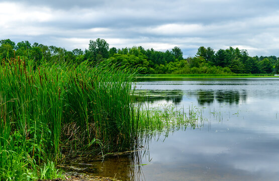 Coastal green aquatic vegetation near the shore of a lake