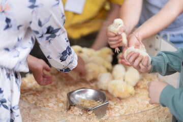 There are a lot of chickens in the aviary, eating grain.
