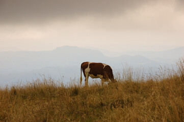 Cow grazing at alpine pasture in gloomy autumnal day. Silhouettes of Alps mountains at background. France.