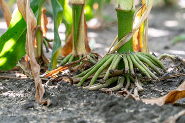 Close up view of corn root system in summer  during ripening period.