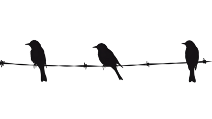 Silhouette birds on wire cable on white background.