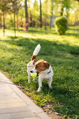 Adorable Jack Russell Terrier dog playing with a tennis toy ball in fresh grass wearing collar