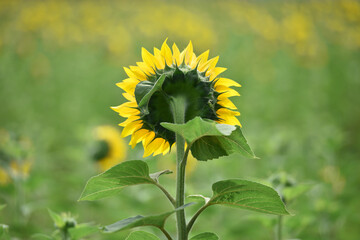 big bright yellow sunflower in the field. Large flowers of a sunflower in the sunlight. Yellow...