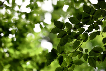 A beautiful fresh green leaf highlighted by the sun. beautiful green background, young leaves. nature in spring or summer. the concept of the freshness of a forest or park. beauty of nature copy space