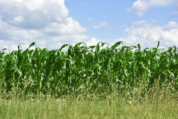 green corn leaves. Corn farm. photo of corn field. concept of good harvest, agricultural. Field of corn in spring or early summer. industrial background. farmland, view of the field