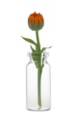 Beautiful calendula flower in glass bottle isolated on white