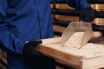 Process of drying pine nuts, harvesting and packaging at factory, eco food industry