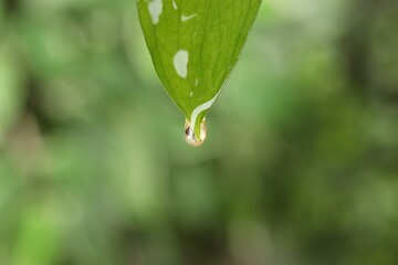 Fototapeta premium Essential oil dripping from fresh leaf against blurred green background, closeup