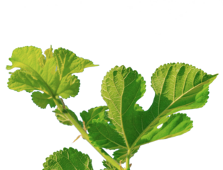 Green young fig leaves at the top of the branch, isolated on a transparent white background, close-up with yellow sunny areas illuminated by sunlight. Blank for artworks