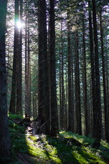 footpath in the woods