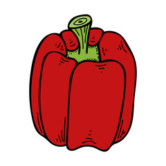 Sweet peppers flat. Harvest ripe vegetables garden. Hot spices. Sliced bell pepper. Fresh fruit. Hand drawn vector doodle illustration.