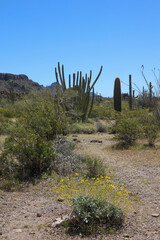 Organ Pipe Cactus in the desert