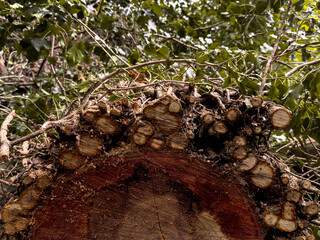 Cross-section of a felled tree