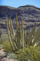 Organ Pipe Cactus in the desert