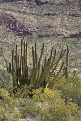 Organ Pipe Cactus in the desert
