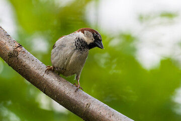 Haussperling Männchen auf einem Ast	