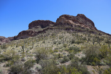 Desert landscape at Organ Pipe Cactus National Monument, Arizona