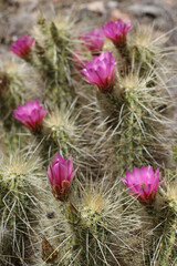 Hedgehog cactus with many pink flowers