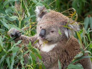 Koala eating a branch © Amber