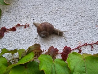 snail on a leaf