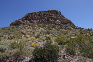 Desert landscape at Organ Pipe Cactus National Monument, Arizona