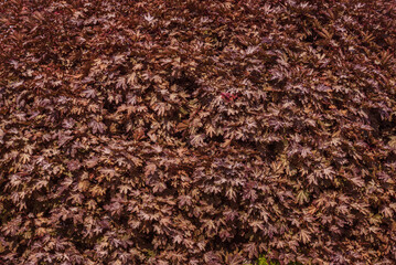 Brown foliage of acer platanoides, background.