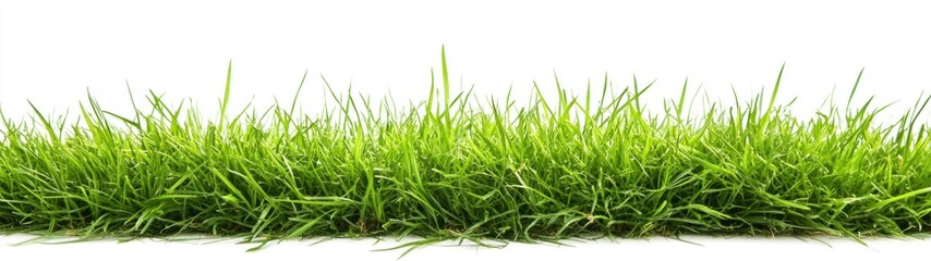 Fototapeta premium Lush Green Grass Blades Isolated on White Background