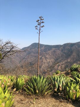 Flor de agave o quiote