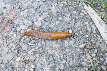 slug pest Arion vulgaris snail on the ground
