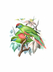 Parrot illustration. Vintage-inspired bird art. Digital watercolor painting on a white background.