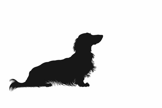 Silhouette noire d'un chien Teckel &agrave; poils longs, assis, forme et &eacute;l&eacute;gance de l'animal avec des contours simples fond blanc copyspace, espace n&eacute;gatif