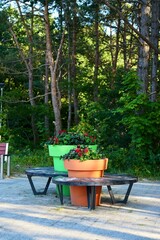 Obraz premium Bench and large flower pots with a flowering composition.