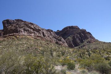 Desert landscape at Organ Pipe Cactus National Monument, Arizona