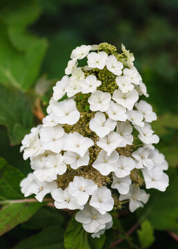 Amazing flowering white oak-leaf  hydrangea. Blooming white flowers in the cottage garden at blur background. Gardening concept. (Hydrangea quercifolia)