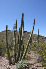 Organ Pipe Cactus in the desert
