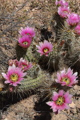 Hedgehog cactus with many pink flowers © Martina